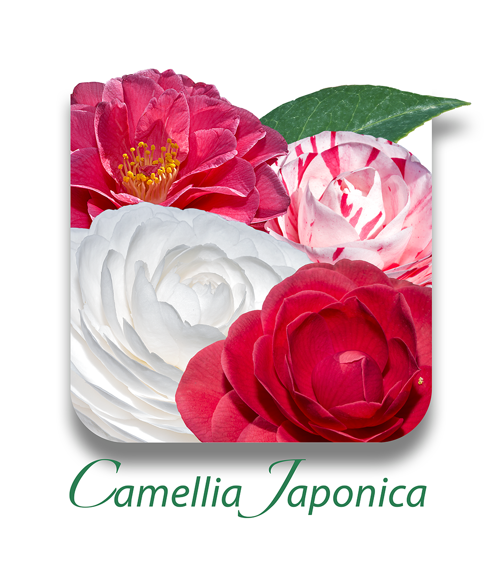 Camellia japonica CAT