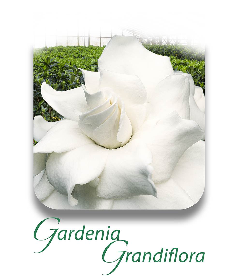 GardeniaGrandiflora CAT