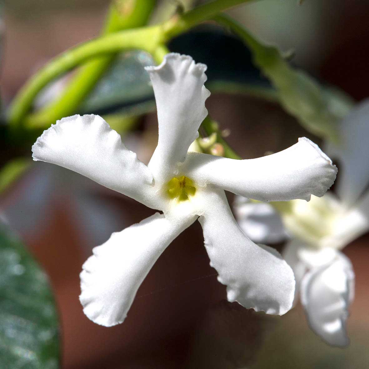 Fiore Rhyncospermum Jasminoides