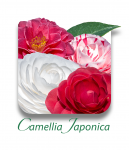 Camellia_japonica_CAT