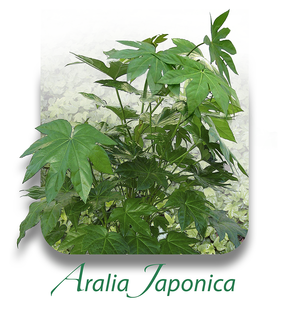 AraliaJaponica CAT