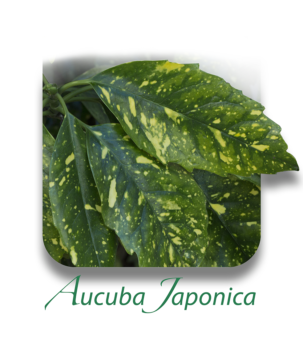 Aucuba Japonica Crotonifoglia CAT