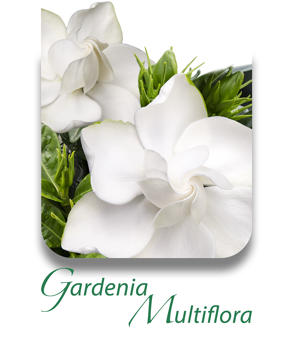 GardeniaMultiflora CAT