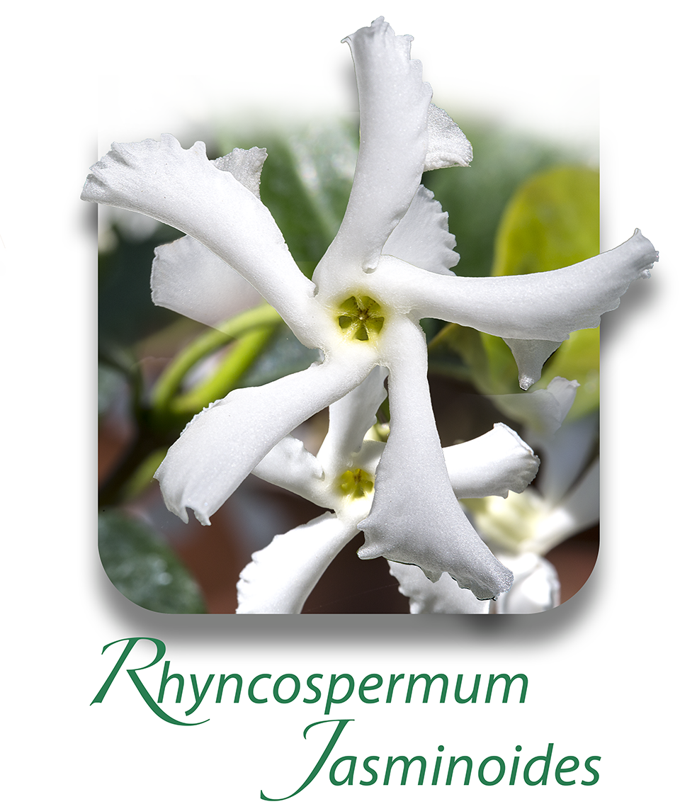 RhyncospermumJasminoides CAT