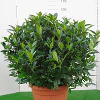 Grandiflora cespuglio