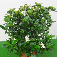 Multiflora doppio arco