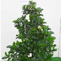 Multiflora piramide