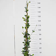 Rhyncospermum 1canna