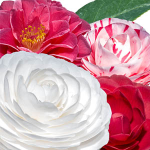 Camellia Japonica