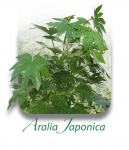 AraliaJaponica_CAT