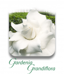 GardeniaGrandiflora_CAT