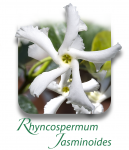 RhyncospermumJasminoides_CAT